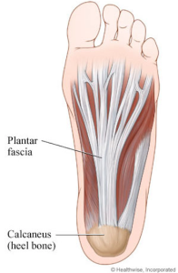 Ormskirk Pilates Foot Image diagram